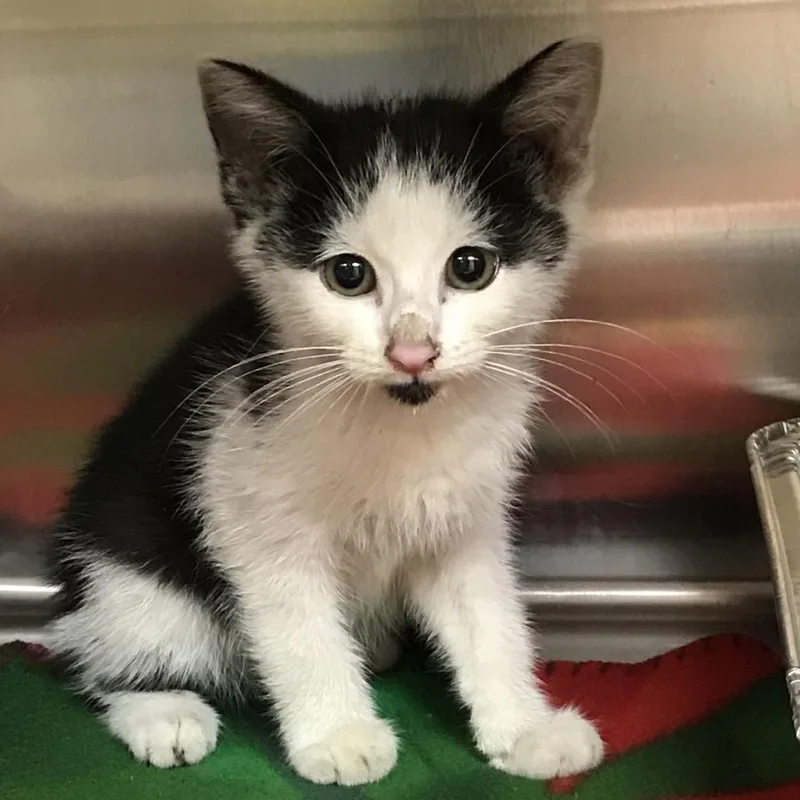 A baby small-sized male Black Domestic Short Hair cat named James Dean for adoption in Newark, NJ