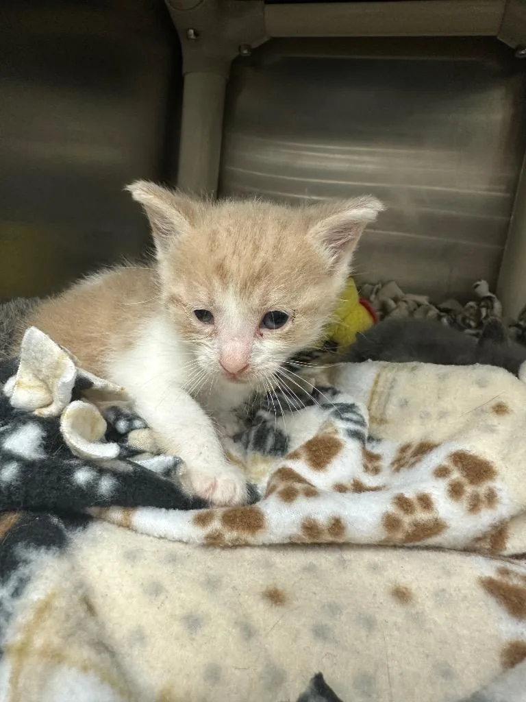 A baby small-sized male Domestic Short Hair cat named Nirvana for adoption in Johnson City, TN