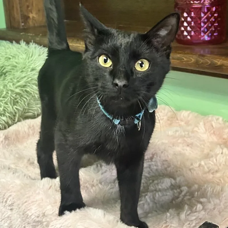 An adult small-sized male Black Domestic Short Hair cat named Dash for adoption in Philadelphia, PA