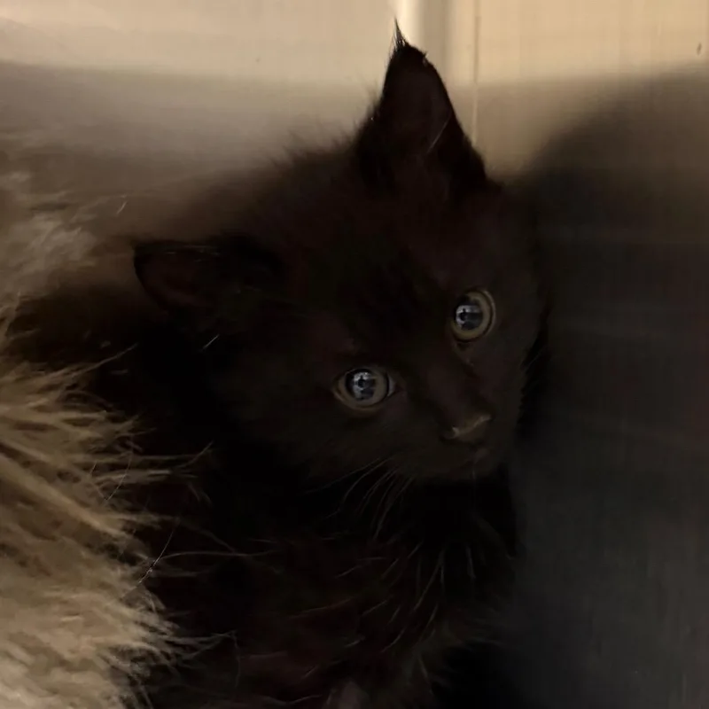 A baby small-sized female Black Domestic Long Hair cat named Meng Meng for adoption in Cody, WY