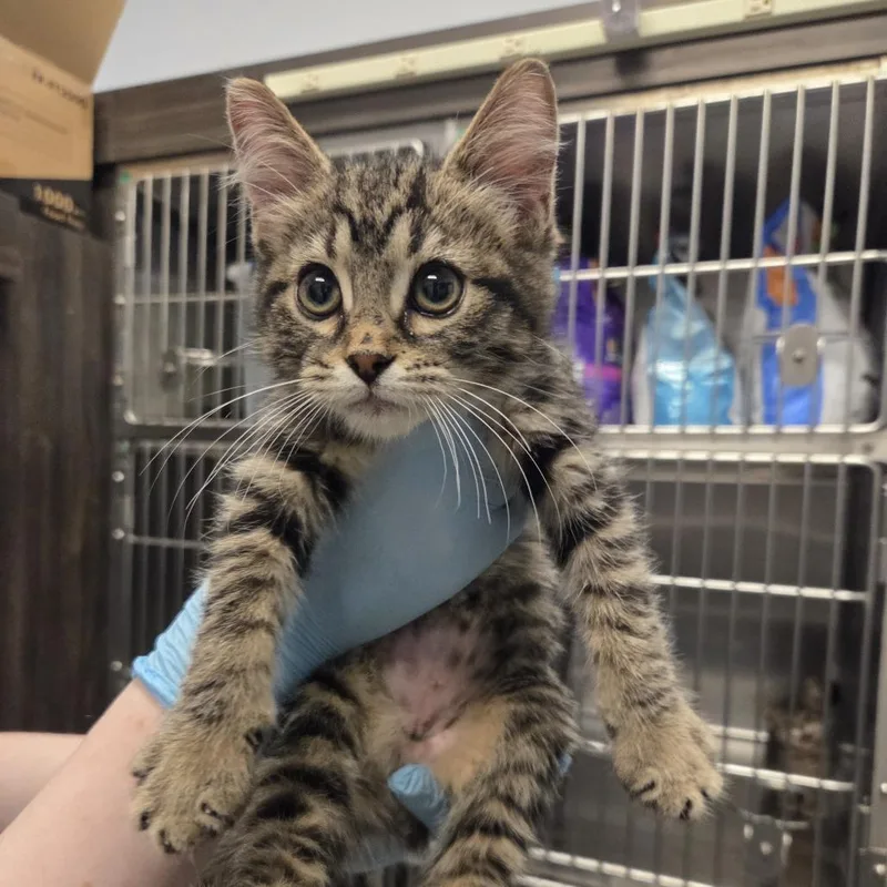 A baby small-sized female Brown / Chocolate Domestic Short Hair cat named Boo Berry for adoption in Hinsdale, IL
