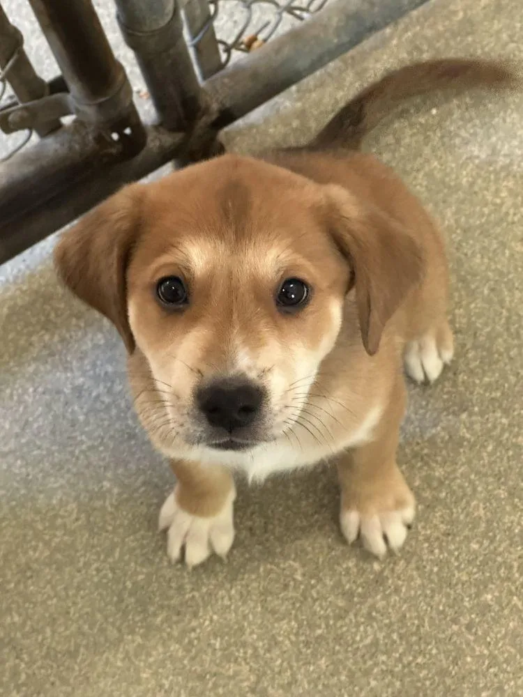 A baby small-sized female Yellow / Tan / Blond / Fawn Mixed Breed dog named Willow for adoption in Alexandria, VA