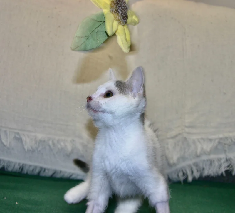 A young medium-sized male Domestic Medium Hair cat named Radish for adoption in Tallahassee, FL