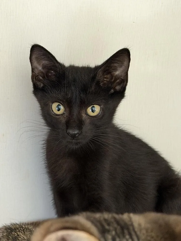 A baby small-sized female Black Domestic Short Hair cat named Violet for adoption in Bossier City, LA