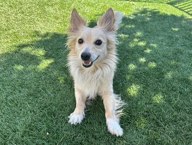 An adult small-sized male Chihuahua dog named William for adoption in Santa Clara, CA
