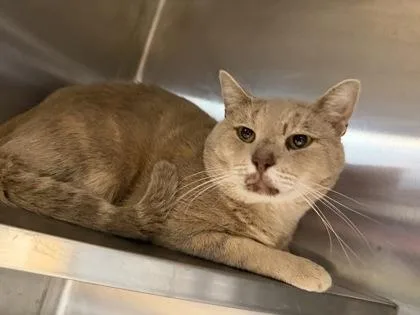 An adult large-sized male Domestic Short Hair cat named Sand Man for adoption in Chamblee, GA