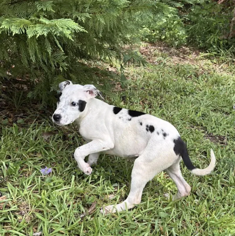 A baby medium-sized female Black Australian Cattle Dog / Blue Heeler dog named Toni for adoption in Watertown, CT