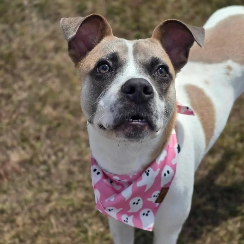 A young medium-sized male Yellow / Tan / Blond / Fawn American Staffordshire Terrier dog named Vaca for adoption in Tacoma, WA