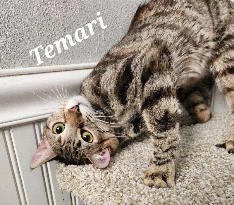 An adult medium-sized female Domestic Short Hair cat named Temari for adoption in Monrovia, CA