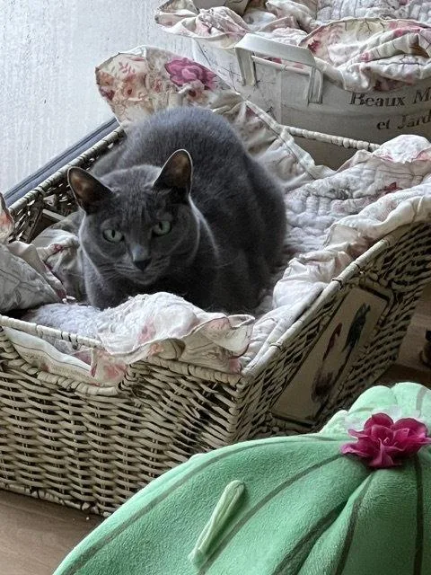 An adult medium-sized female Gray / Blue / Silver Domestic Short Hair cat named Dove for adoption in Naples, FL