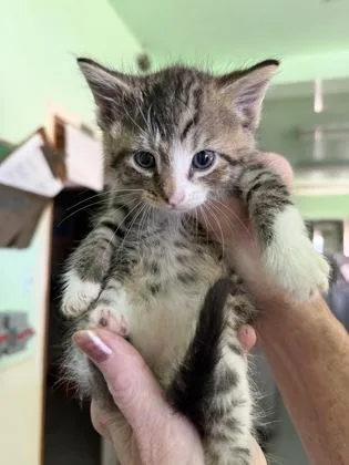 A baby medium-sized male Black Domestic Short Hair cat named Canyon for adoption in Bedford, IN