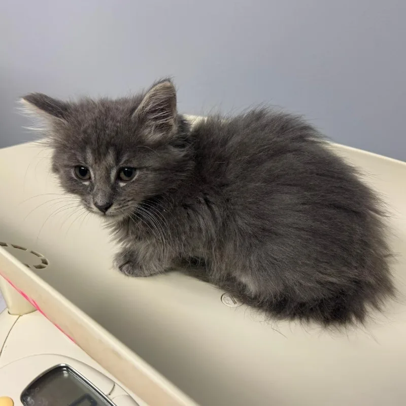 A baby small-sized female Gray / Blue / Silver Domestic Medium Hair cat named Tristana for adoption in Columbus, GA