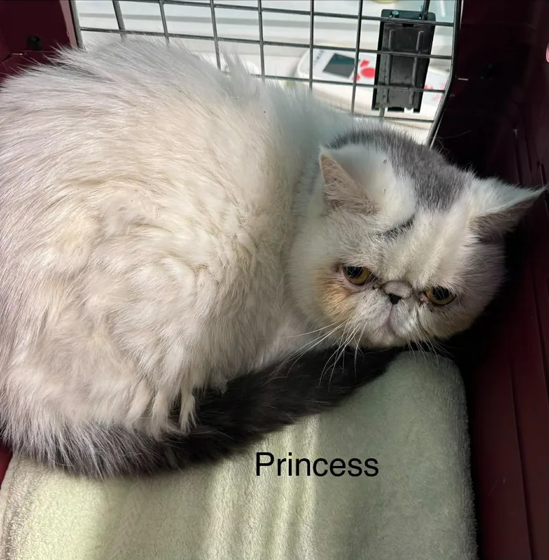 Princess