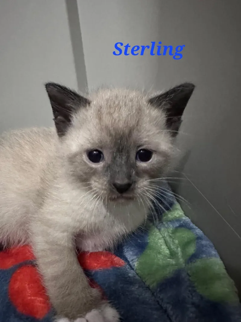 A baby small-sized male Snowshoe cat named Sterling for adoption in merrillville, IN