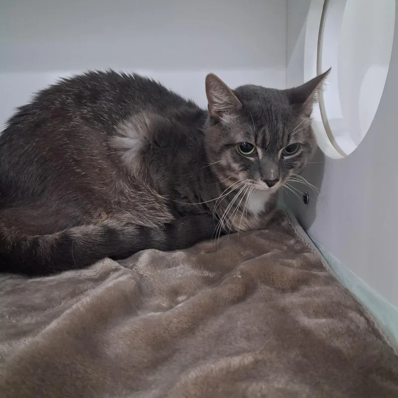 An adult large-sized male Gray / Blue / Silver Domestic Short Hair cat named Elliot for adoption in Elizabeth City, NC
