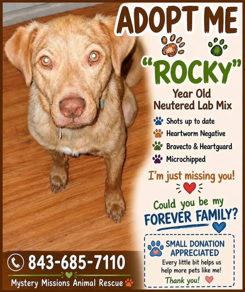 A young medium-sized male Yellow / Tan / Blond / Fawn Mixed Breed dog named Rocky for adoption in Little River, SC