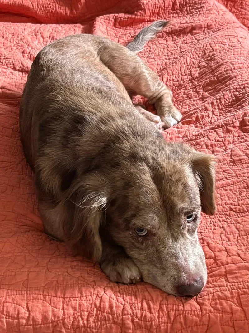 An adult medium-sized female Merle (Red) Mixed Breed dog named Abby for adoption in richmond, ME