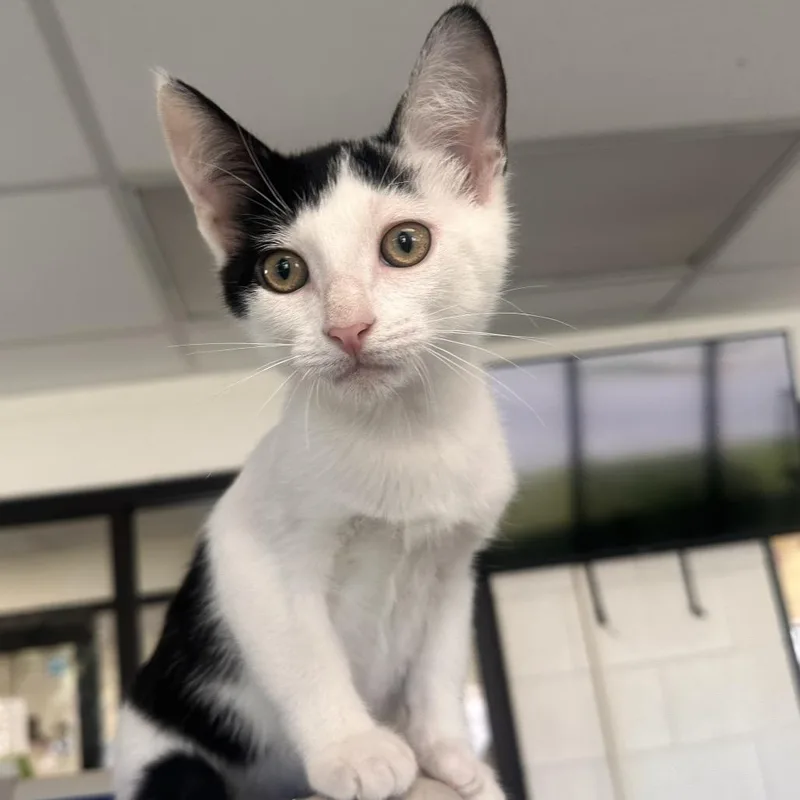 A baby small-sized male Smoke Domestic Short Hair cat named Maple for adoption in Rocky Mount, VA