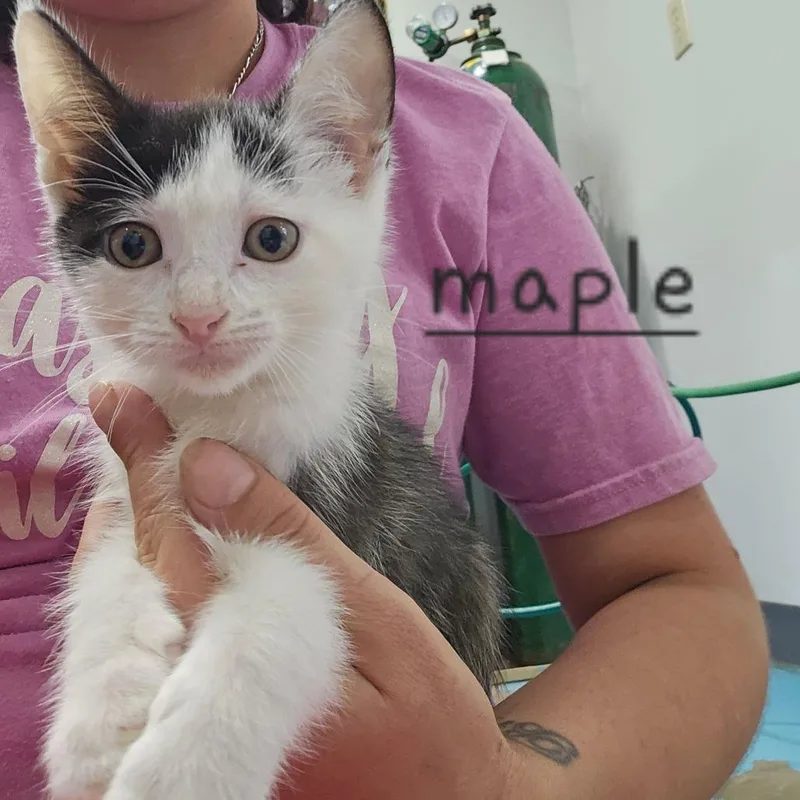 Maple thumbnail 3