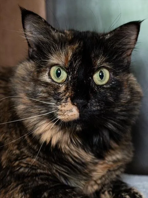 An adult medium-sized female Domestic Long Hair cat named Truffles for adoption in Boston, MA