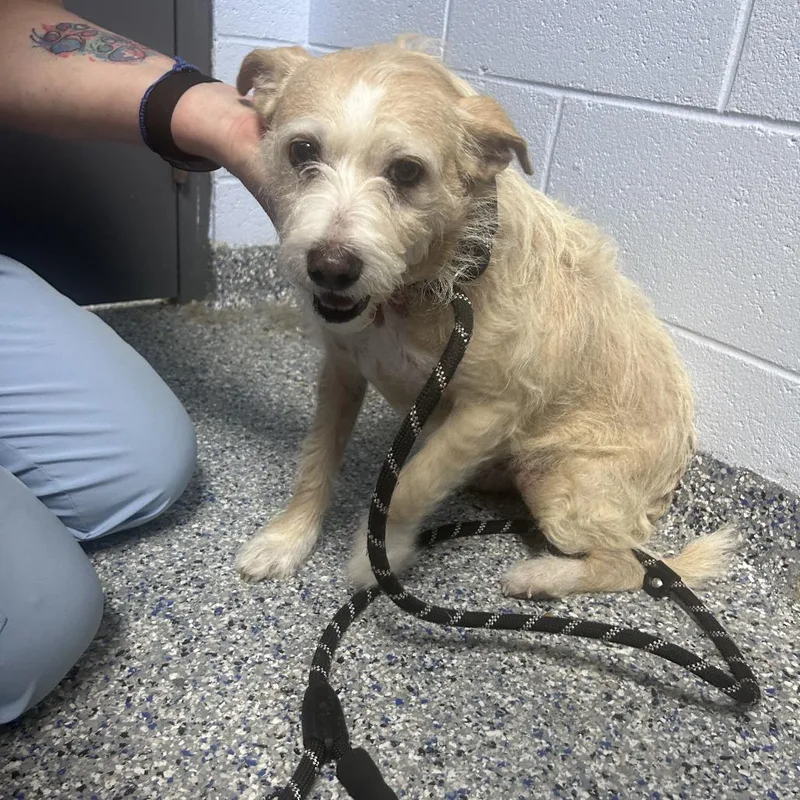 An adult small-sized female Mixed Breed dog named Velvet for adoption in Yanceyville, NC