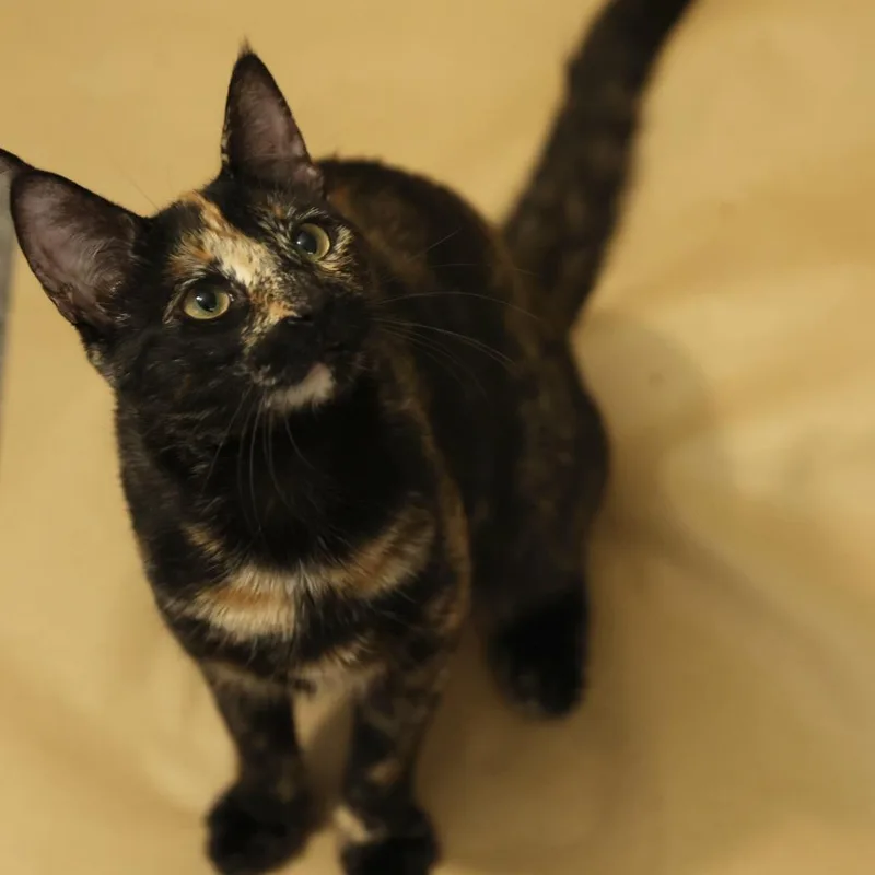 A young small-sized female Tortoiseshell Domestic Short Hair cat named Suspiro for adoption in Layton, UT