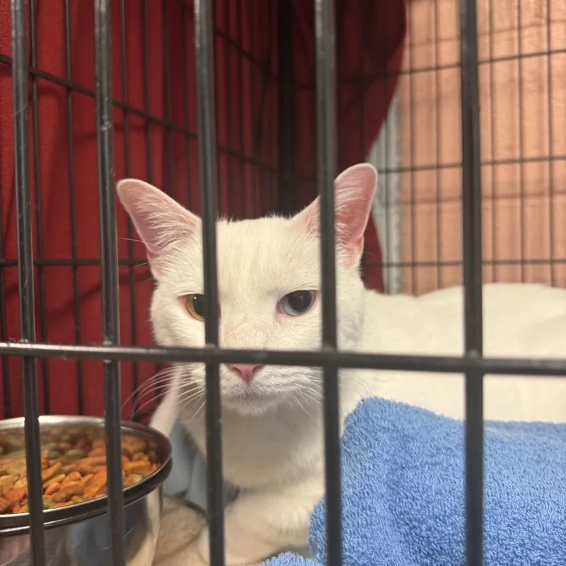 A senior extra large-sized male White Domestic Short Hair cat named Odin for adoption in Columbus, NC