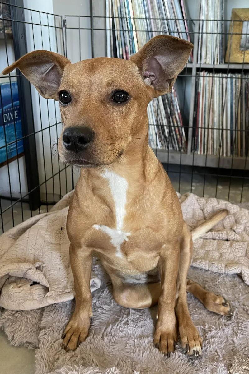 A young medium-sized female Golden Chihuahua dog named Daphne for adoption in Amherst, MA