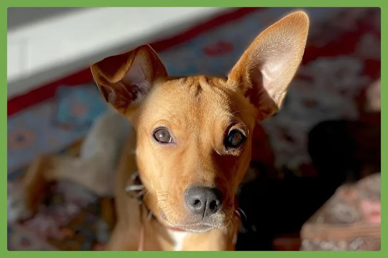 Daphne thumbnail 3