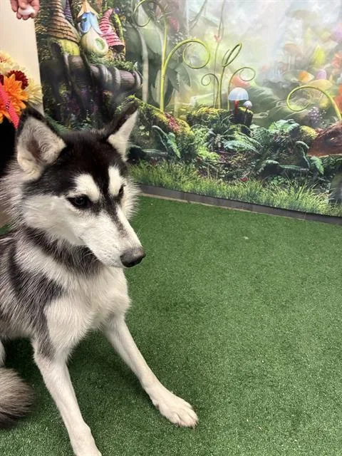 A young medium-sized female Siberian Husky dog named Butters for adoption in Globe, AZ