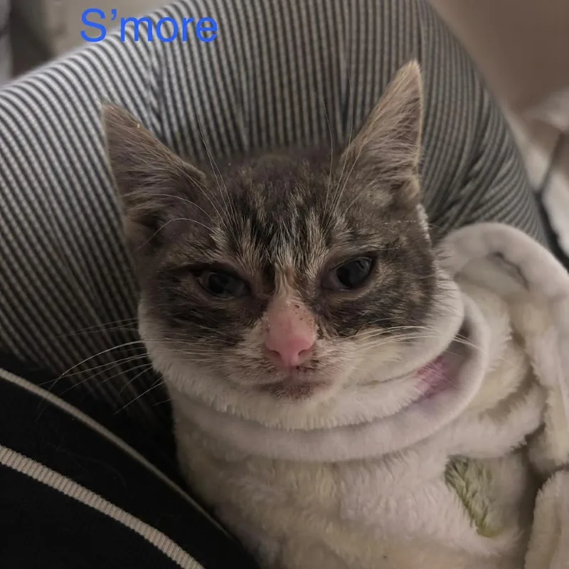 A baby small-sized female Gray / Blue / Silver Domestic Short Hair cat named S'more for adoption in Brooklyn, NY