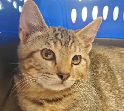 A young large-sized female Domestic Short Hair cat named Luna for adoption in Kansas City, MO