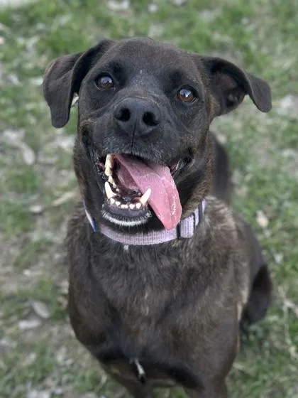 Provolone thumbnail 2