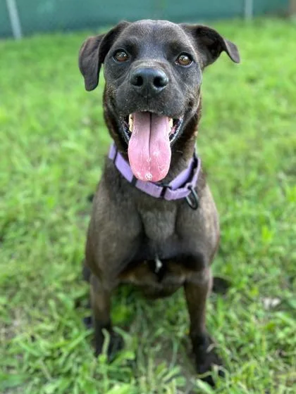 Provolone thumbnail 4