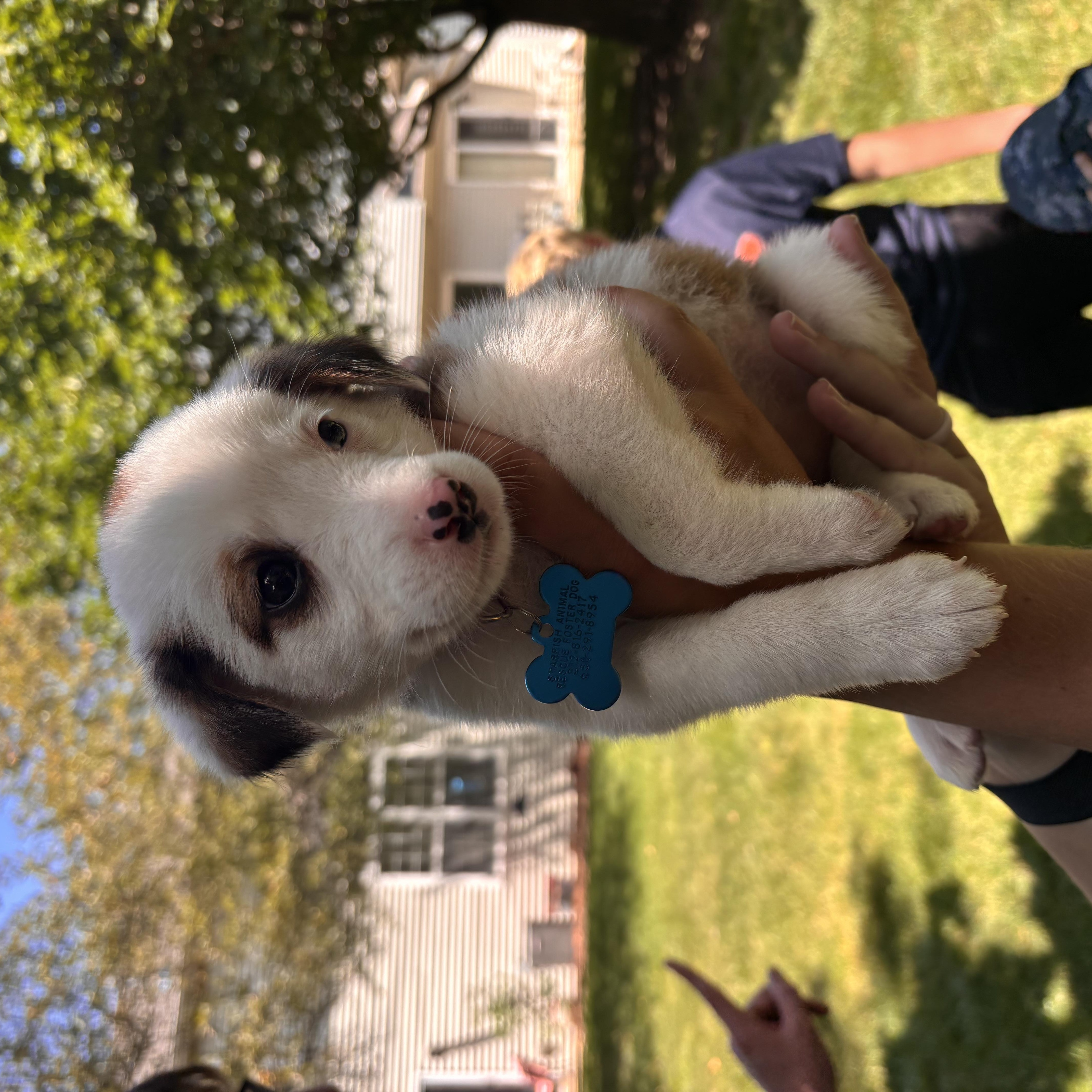 A baby medium-sized female White / Cream Australian Shepherd dog named Patsy for adoption in Plainfield, IL