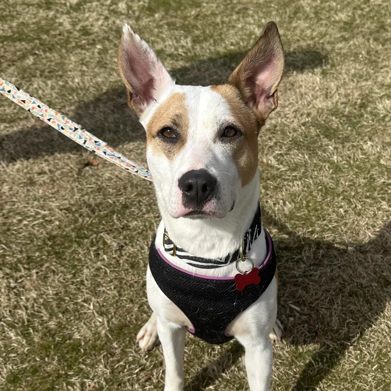 Felicity thumbnail 3