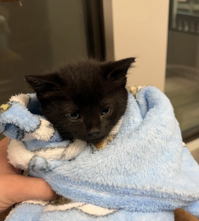 A baby medium-sized male Black Domestic Short Hair cat named Nickel for adoption in Liberty, MO