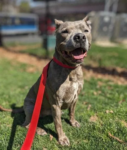 An adult large-sized male Mixed Breed dog named Jerry for adoption in Fairfax, VA