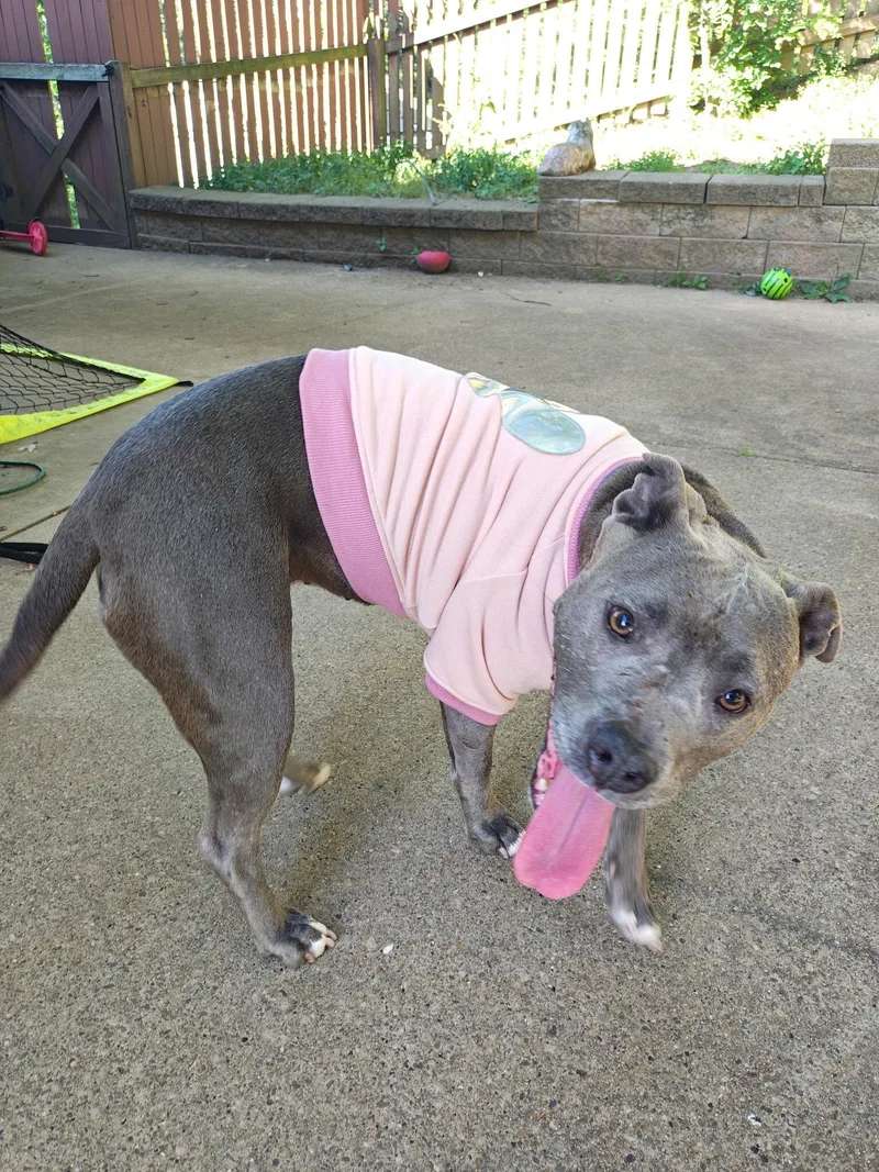 An adult large-sized female Pit Bull Terrier dog named June Bug for adoption in Monroeville, PA