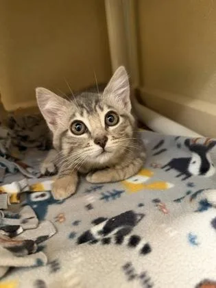 A baby small-sized female Domestic Short Hair cat named Lilo for adoption in Pleasanton, CA