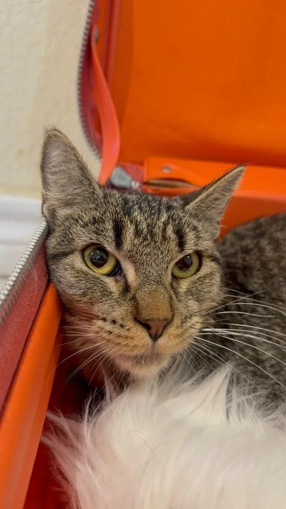 Churro Goyo thumbnail 2