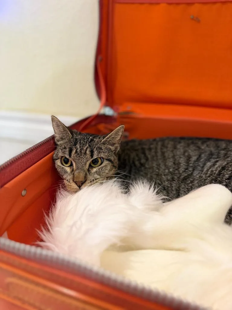 Churro Goyo thumbnail 3