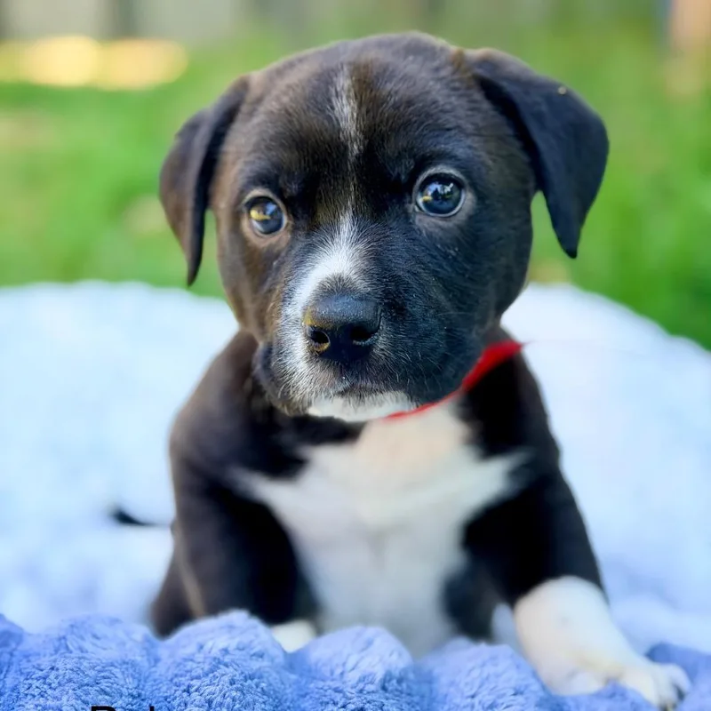 A baby medium-sized male Black Mixed Breed dog named Bob for adoption in Huntsville, AL