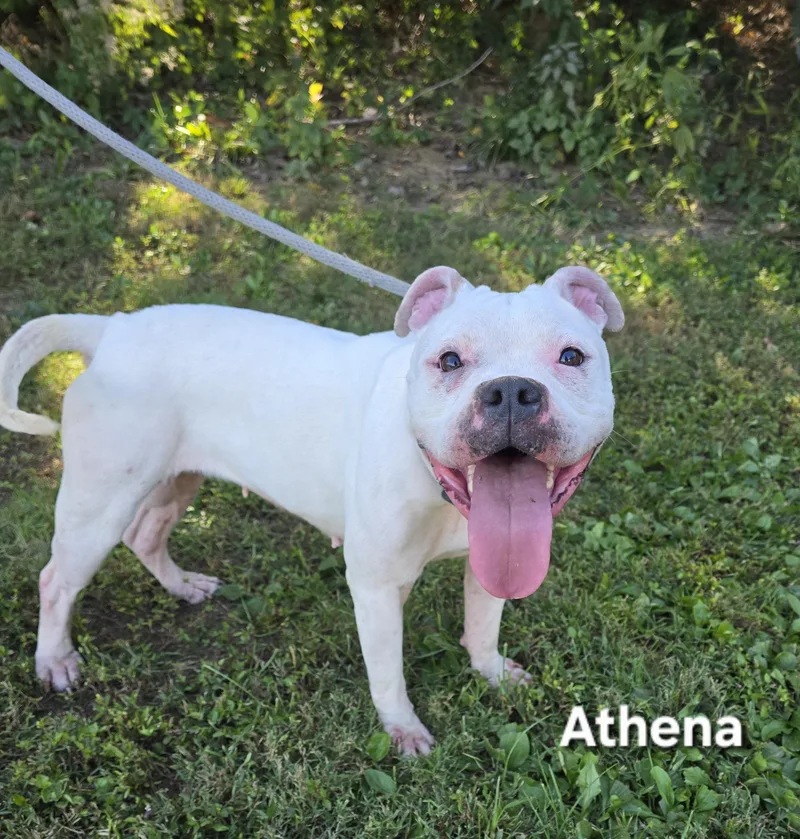 An adult medium-sized female Boxer dog named Athena for adoption in Mount Carmel, IL