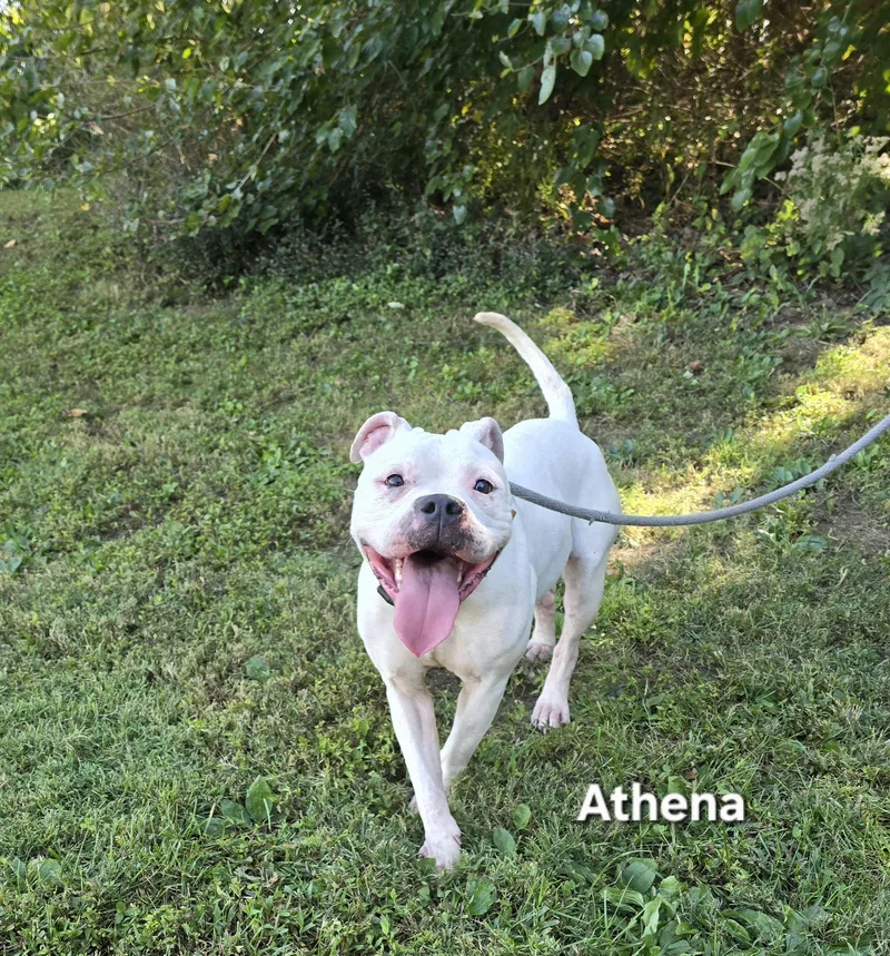 Athena thumbnail 2