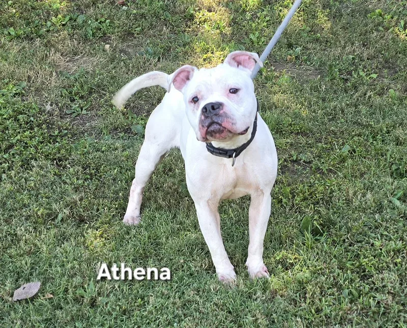 Athena thumbnail 3