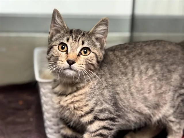 A baby small-sized female Domestic Short Hair cat named A for adoption in Pueblo, CO