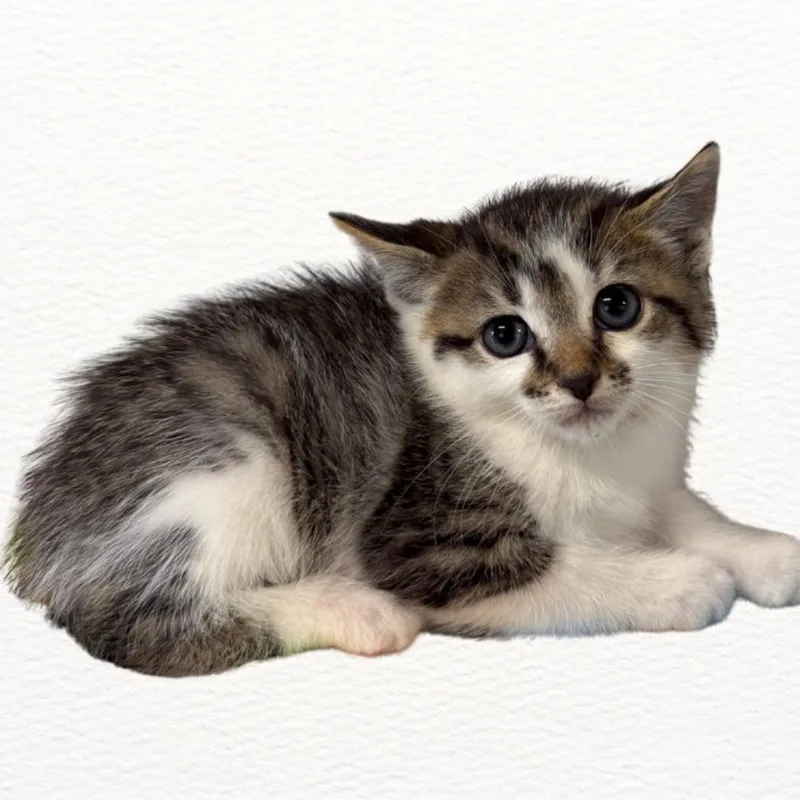 A baby medium-sized male Tabby (Buff / Tan / Fawn) Domestic Short Hair cat named Gizmo for adoption in Talbott, TN