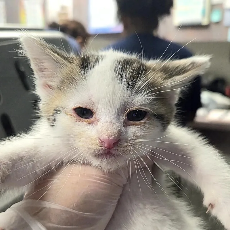 A baby small-sized male White Domestic Short Hair cat named Jerry for adoption in Newark, NJ