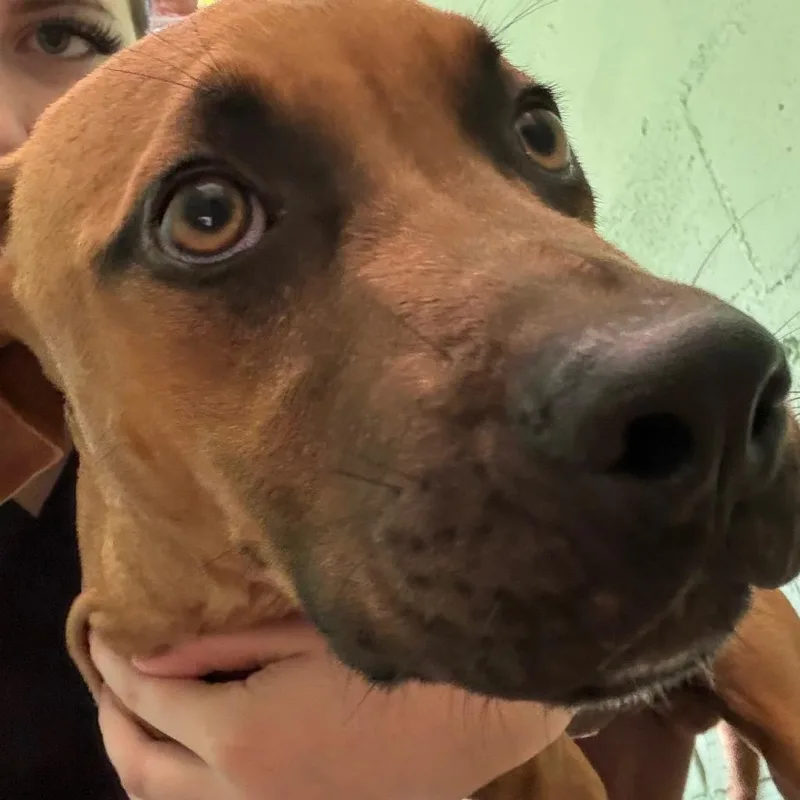 A young small-sized female Yellow / Tan / Blond / Fawn Boxer dog named Clara for adoption in Franklin, NC